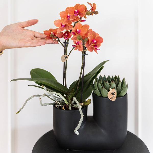 Oranje Orchidee Bolzano & Succulent in Tube sierpot black