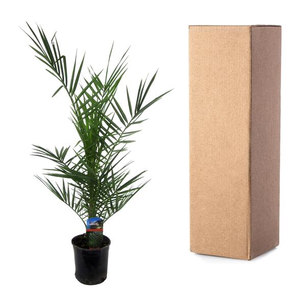 Arecaceae - Phoenix Canariensis
