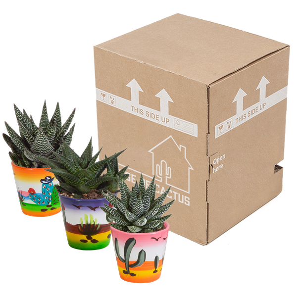 Gasteria/Haworthia mix 8,5cm - 3x - in Mexicaanse pot