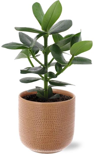 Clusia Rosea Princess - Ø12cm - ↕15cm + Aresso Pot D13x12,5cm - Bruin