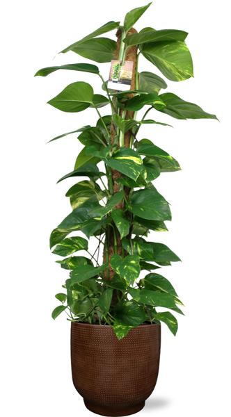 Scindapsus Aureum Mosstok - Ø24cm - ↕120cm + Lykke Pot D27x25cm - Bruin