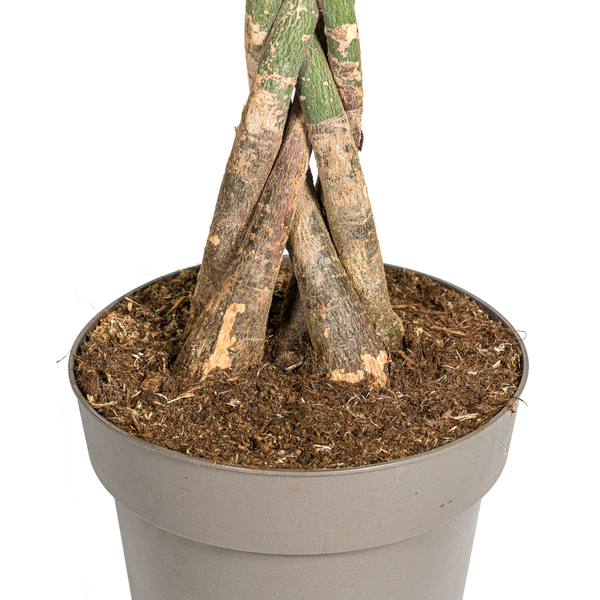 Pachira Aquatica zonder pot