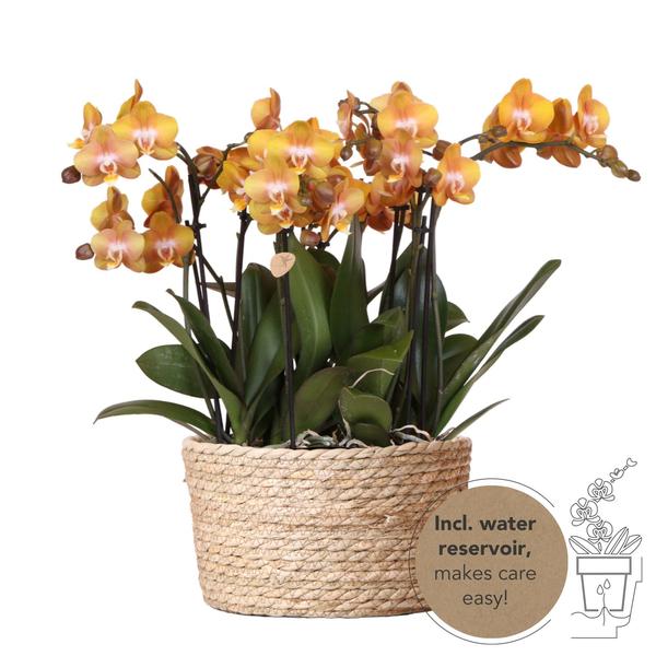 Oranje Orchideeënset in Reed Basket inclusief Waterreservoir