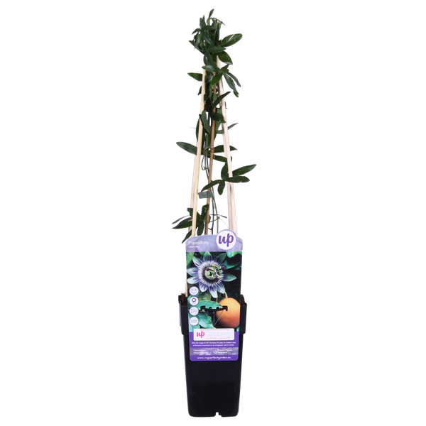 Passiflora Blauw caerulea - Ø15cm - ↕65cm