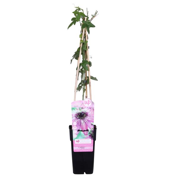 Passiflora Paars &