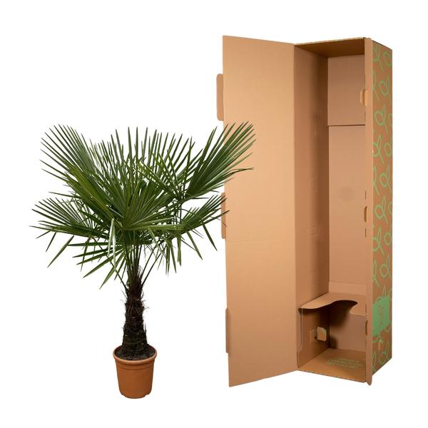 Trachycarpus – 180 cm – Ø30