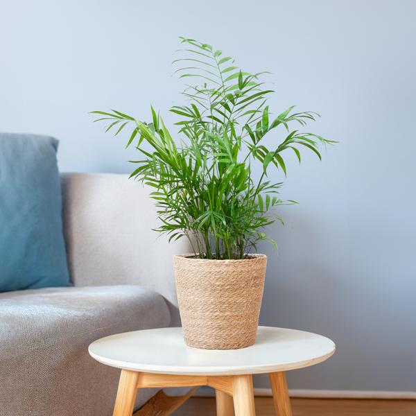 Chamadorea Elegans met Sofia mand naturel - 55cm - Ø17