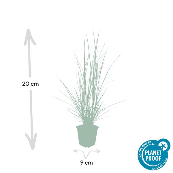 Pennisetum alopecuroides &
