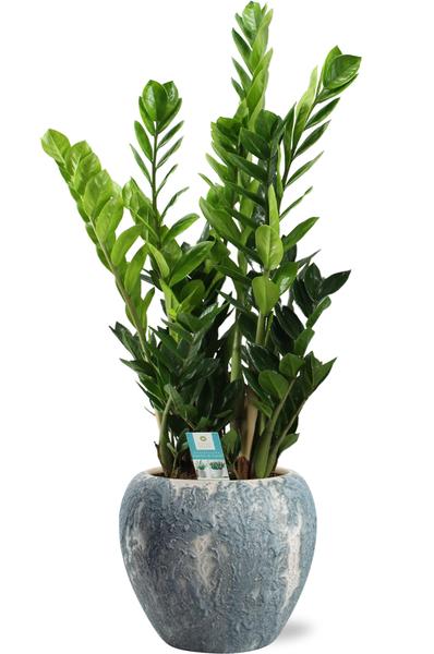 Zamioculcas Zamiifolia - Ø21cm - ↕95cm + Doug Pot D24x22cm - Grijs Wit