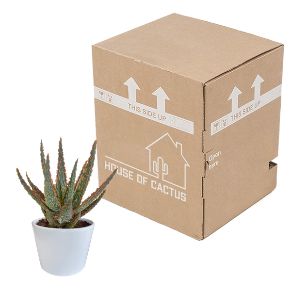 Aloë zebrina Dannyz 10,5cm - in witte pot