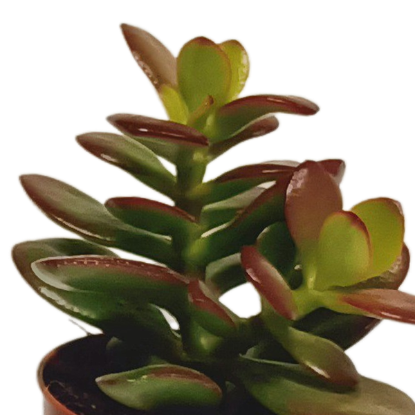 Vetplanten mix 5.5 cm - 10x - zonder pot