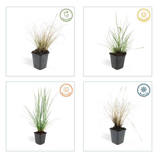 Pennisetum alopecuroides &