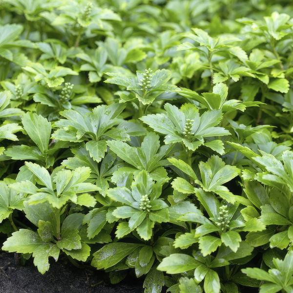 Pachysandra term. &