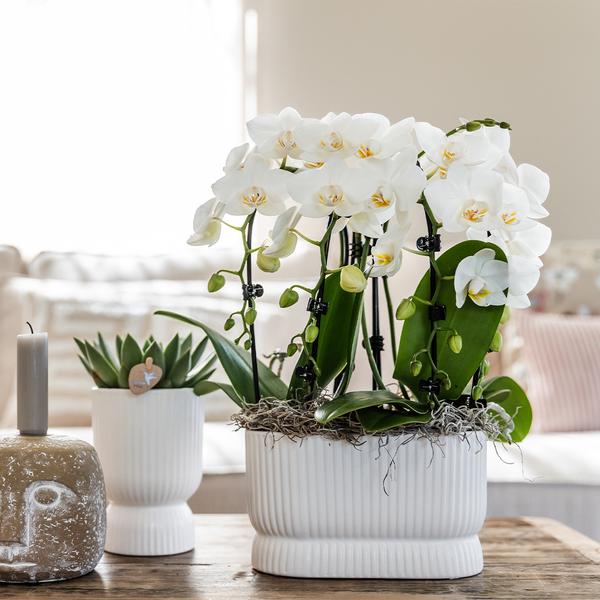 Diabolo pot white 12 cm