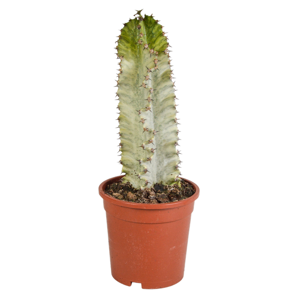Euphorbia marmorata 17 cm
