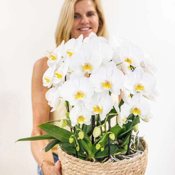 Witte Orchideeënset in Reed Basket inclusief Waterreservoir