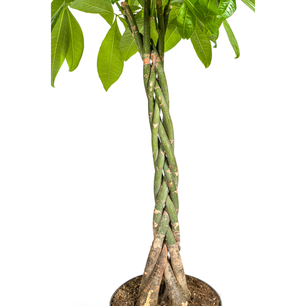 Pachira Aquatica zonder pot