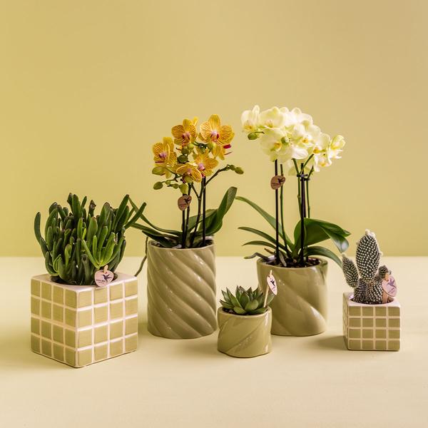 Mosa sierpot green 6 cm