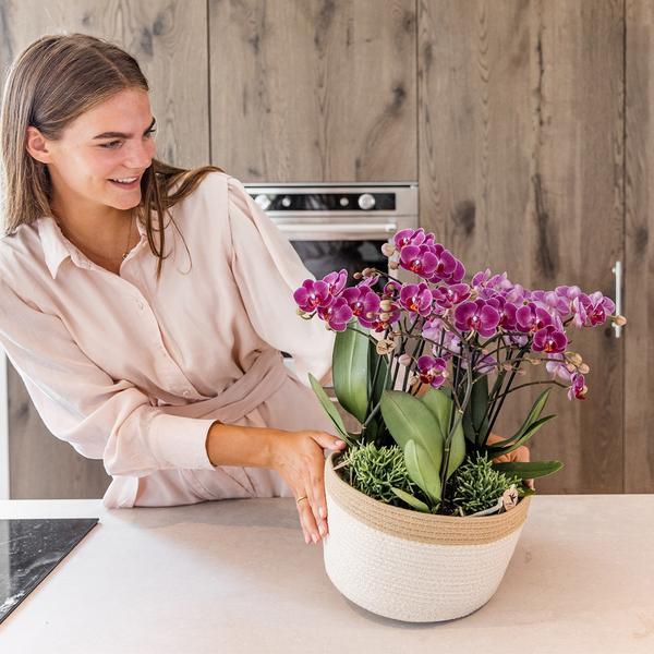 Paarse Plantenset in Cotton Basket inclusief waterreservoir