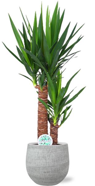 Yucca Elephantipes - Ø17cm - ↕85cm + Ryan Pot D18x16cm - Wit