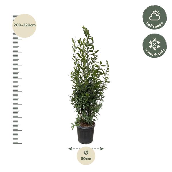 Lauraceae - Laurus Nobilis struik
