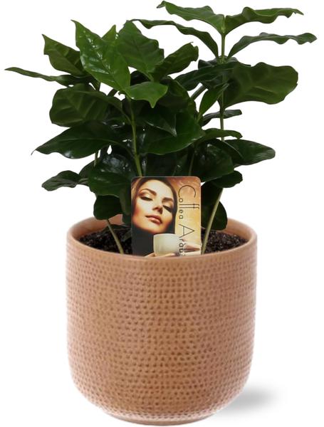 Coffea Arabica - Ø12cm - ↕25cm + Aresso Pot D13x12,5cm - Bruin
