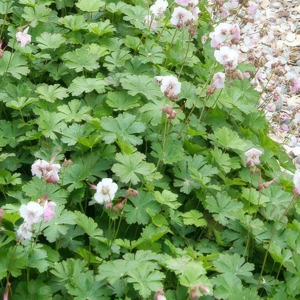 Geranium cant. &
