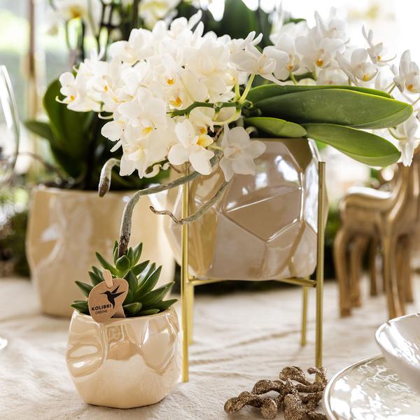 Combi deal pearl travertine potten