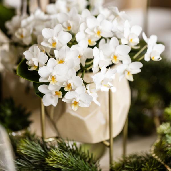 Witte Orchidee Nazaré met Pearl sierpot