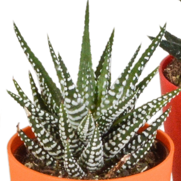Gasteria/Haworthia mix 5,5cm - 5x - in gekleurde plasticpot