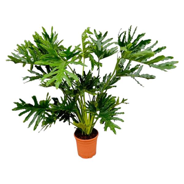 Philodendron Selloum - 130 cm - Ø24