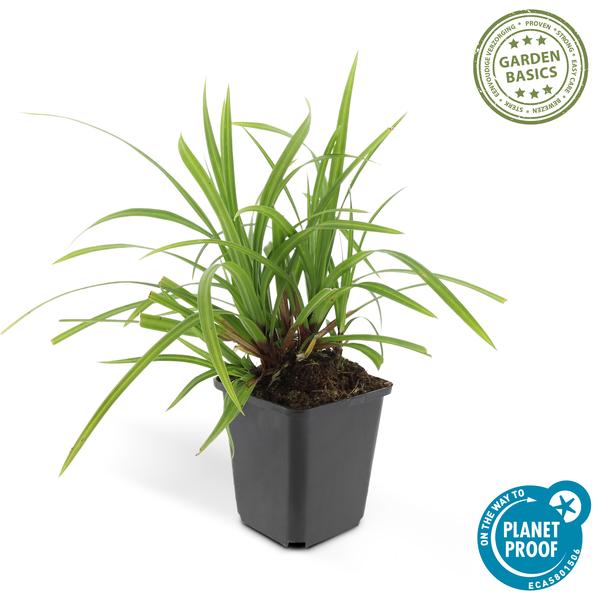 Carex morrowii &