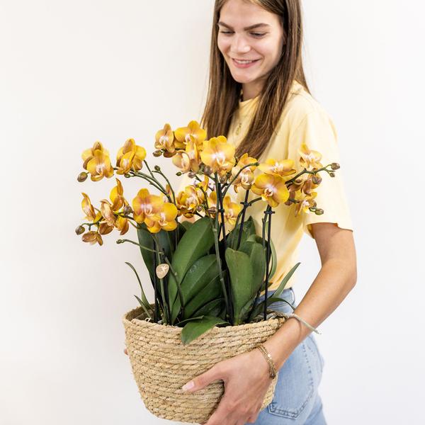 Oranje Orchideeënset in Reed Basket inclusief Waterreservoir