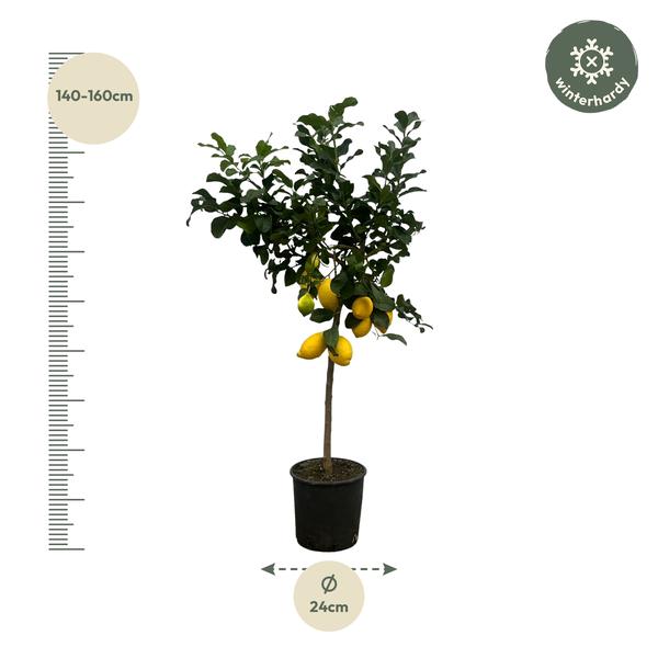 Citrus Lemon - Citroenboom