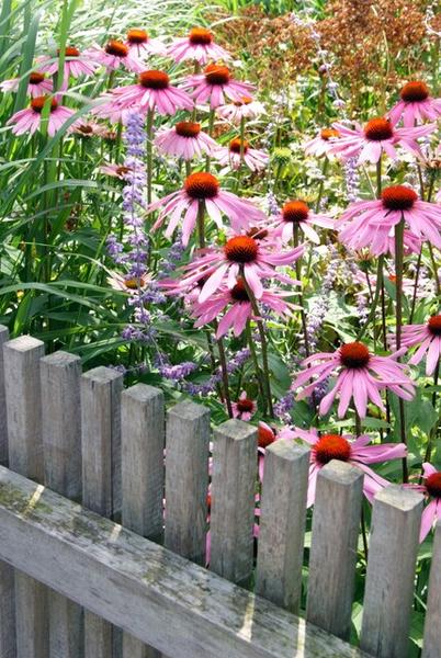 Echinacea p. &