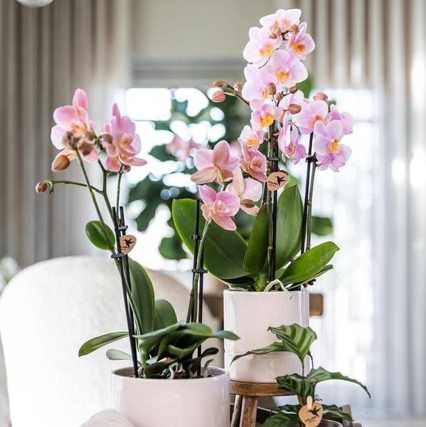 Pastel pot pink 9 cm
