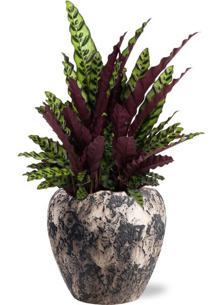 Calathea Lancifolia - Ø27cm - ↕70cm + Doug Pot D29x26cm - Zwart Beige