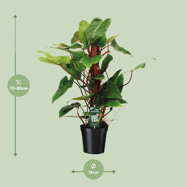 Philodendron Red Emerald - Ø19cm - ↕80cm