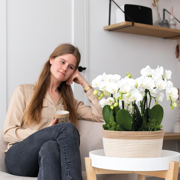 Witte Orchideeën Amabilis 3x inclusief Waterreservoir