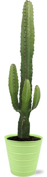 Euphorbia Acrurensis - Ø17cm - ↕50cm + Bodhi Pot D18x17cm - Groen