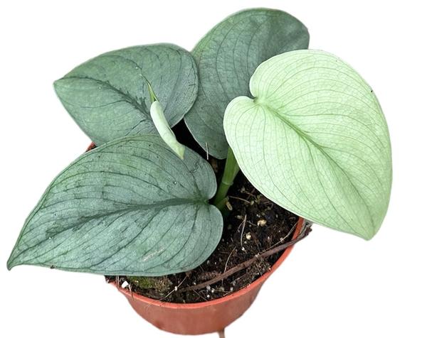 Scindapsus Silver Hero - Ø10,5cm - ↕10cm