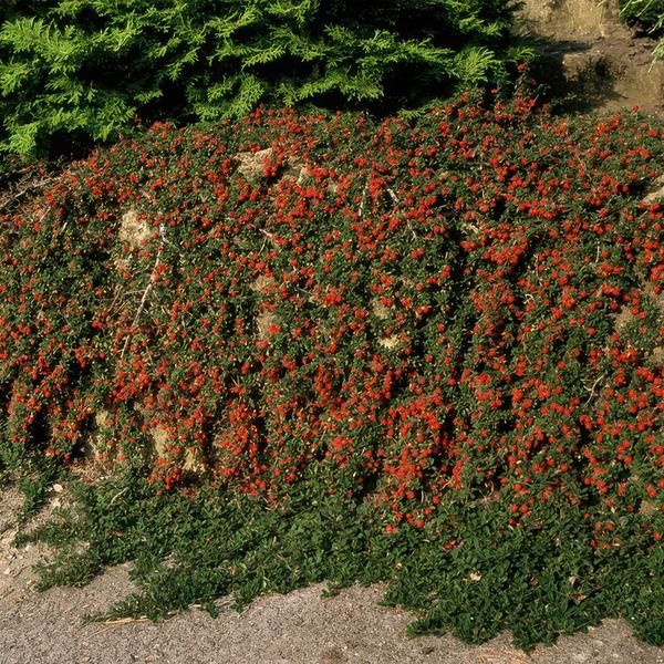 Cotoneaster pr. &