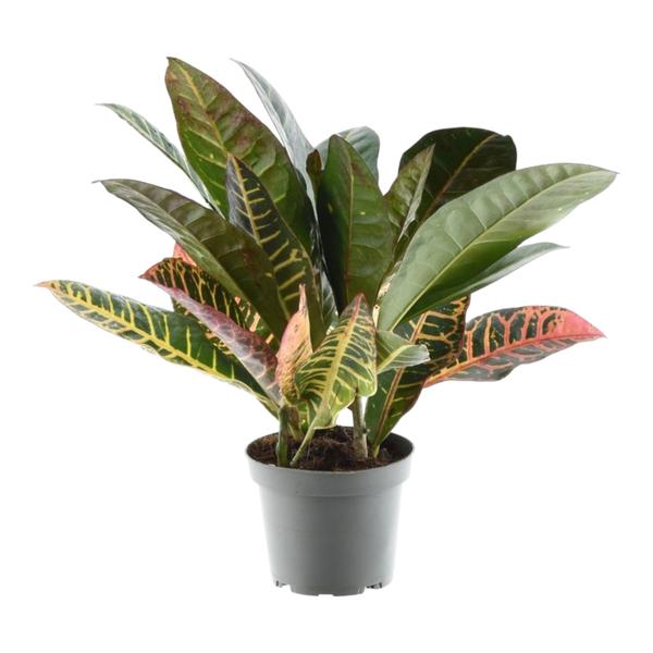 Codiaeum variegatum &
