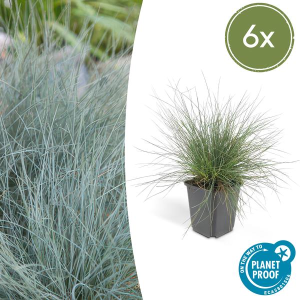 Festuca glauca &