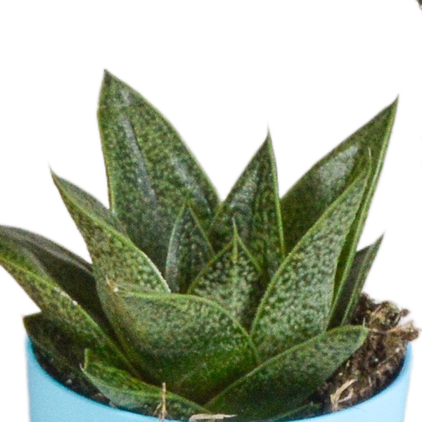 Gasteria/Haworthia mix 5,5cm - 5x - in gekleurde plasticpot