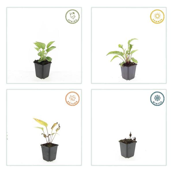 Echinacea p. &