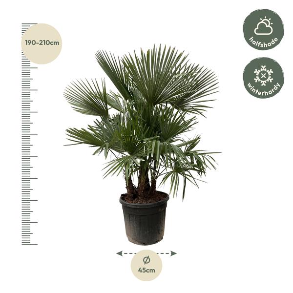 Trachycarpus mit mehreren Stämmen – 200 cm – Ø45