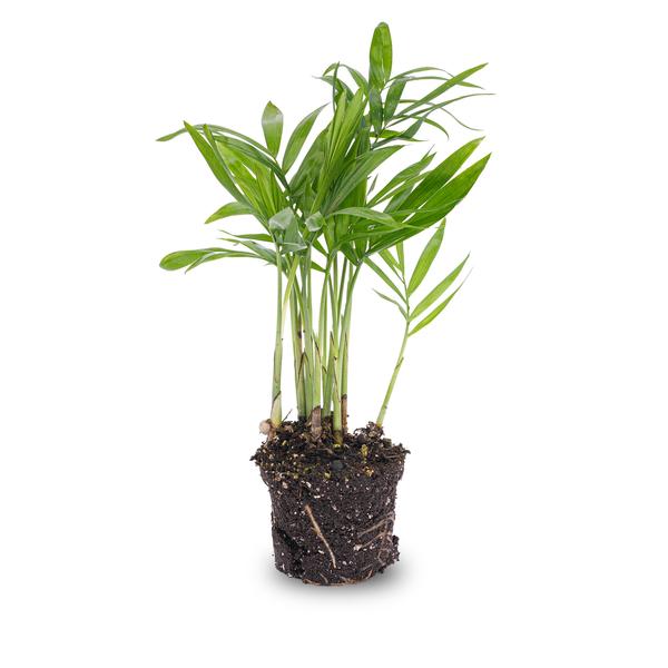 Parlour Palm - Chamaedorea elegans &