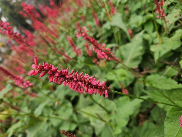 Persicaria amplexicaulis - ↕10-25cm - Ø9cm - 6x