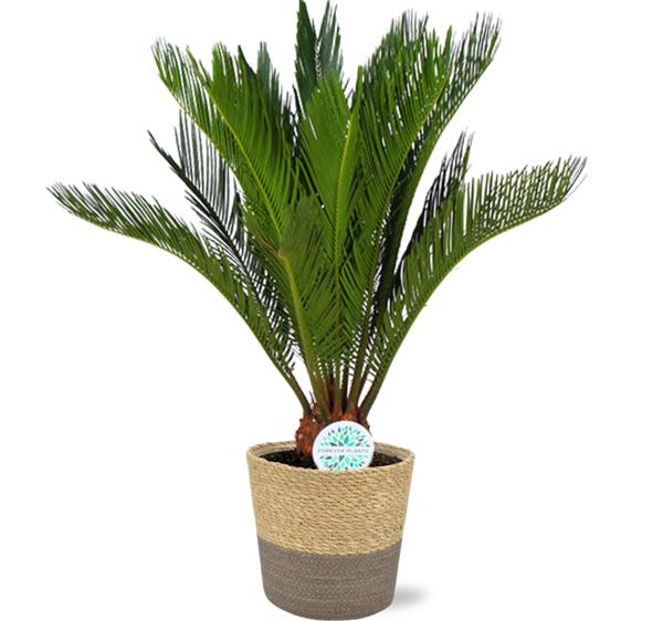 Cycas Revoluta - Ø17cm - ↕70cm + Ruby Pot D19x18cm - Grijs
